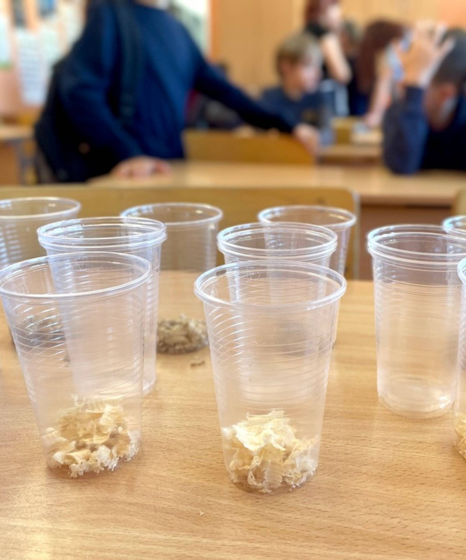 lietkoku čemodāns asociācija latvijas koks stem